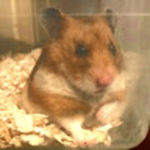 Meet your Posher, Cory